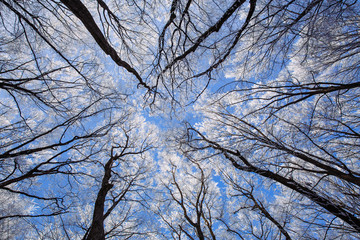 Obraz premium Beautiful frozen trees in winter. Hoarfrost on trees. 