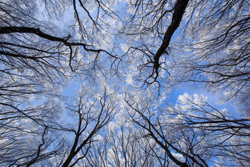 Beautiful frozen trees in winter. Hoarfrost on trees. 