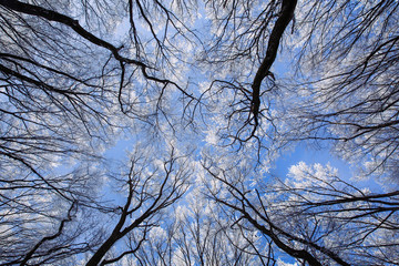 Obraz premium Beautiful frozen trees in winter. Hoarfrost on trees. 