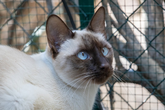 Chat Siamois Images Browse 291 Stock Photos Vectors And Video Adobe Stock