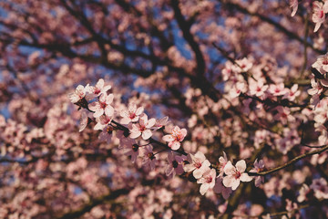 Beautiful branch with pink spring blossoms, close up.