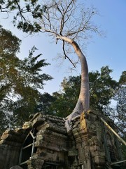 a tree is growing on a temple of Angkor Thom, in Siem Riep
