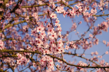 Beautiful flowery spring background with cherry blossoms.