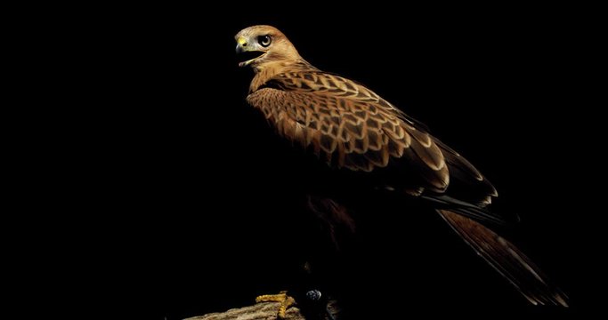 Hawk is puffing up its feathers and flapping wings in a dark room, 4k
