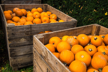 Halloween pumpkin harvest in autumn