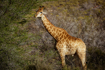 South African giraffe or Cape giraffe (Giraffa camelopardalis giraffa) browsing (feeding). Karoo,...