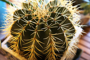 Cactus in vaso