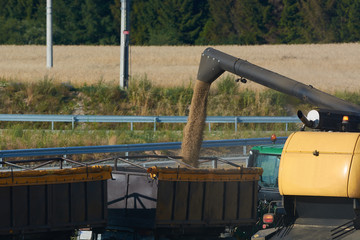 harvest in the field