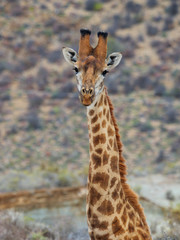 Obraz na płótnie Canvas South African giraffe or Cape giraffe (Giraffa camelopardalis giraffa). Karoo, Western Cape, South Africa.