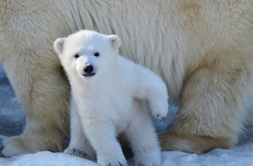 Fototapeta na wymiar polar bear 