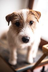 Jack Russel in the window