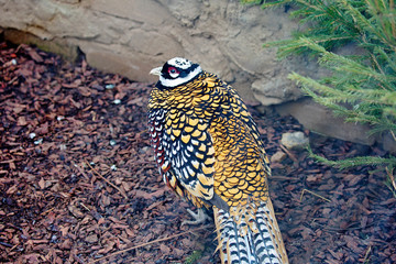 Royalty, or Chinese pheasant (Reeves’ pheasant).  Its plumage appears scaly because of the shiny dark brown and black edges on the feathers. The head is black with a white 