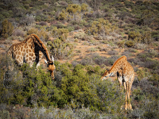 South African giraffe or Cape giraffe (Giraffa camelopardalis giraffa) browsing (feeding). Karoo, Western Cape, South Africa.