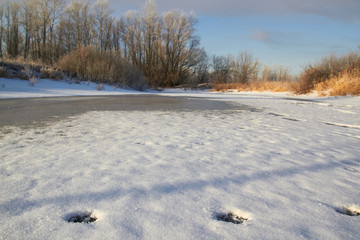 In winter, the trees are covered with fresh snow,