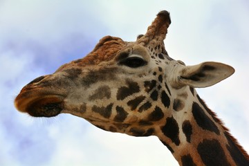 a tall giraffe in the zoo