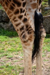 the tail and the legs of a giraffe