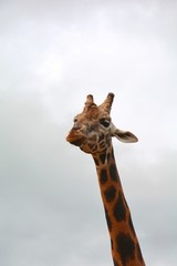 a tall giraffe in the zoo