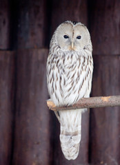 Ural owl. This owl has a lighter, almost white color of the facial disk and the main background of the plumage with light brown mottling, longitudinal strokes and stripes. This species was first descr