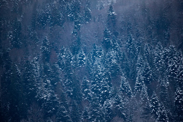 Frozen winter forest in the fog. Carpathian, Romania.