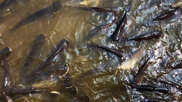 Large group of Iridescent shark, Striped catfish, Sutchi catfis in riverh