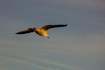 winter seagulls of Moscow river