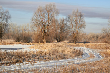 Winter landscape-frosty trees in a snow-covered birch forest on a Sunny morning. Calm winter nature in sunlight