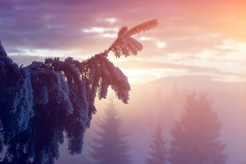 Winter forest in dramatic sunrise in the Carpathians, Romania.