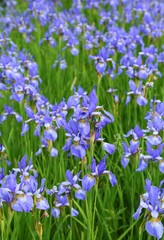 Obraz na płótnie Canvas Iris sibirica.