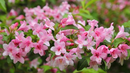 Blossoming weigela.