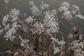 dry snow-covered branches on a uniform tone