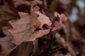 Tree leafs macro close up