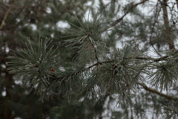 thin green pine branches outdoors