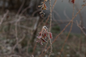 frost on red leaves