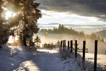 Winter forest in dramatic sunrise in the Carpathians, Romania.