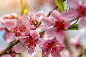 Honey bee is collecting honey on a beautiful blossoming cherry tree against blurred background.Beautiful cherry tree branch with sun