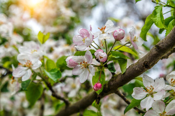 Beautiful apple tree branch with sun. the seed-bearing part of a plant, consisting of reproductive organs (stamens and carpels) that are typically surrounded by a brightly colored corolla (petals)