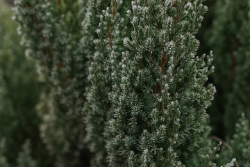 green thuja with snowy tips