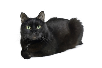 Black cat lies isolated on a white background