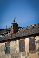 Multi-colored pigeons on the roof of a residential old house. A flock of birds on the building....