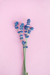 beautiful lavender flowers isolated on pink background, flat lay