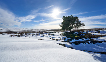 The silhouette of a lone frozen tree in winter on the snow covered moorland of Edmondbyers Common below the summit of Bolt's Law. England, UK.