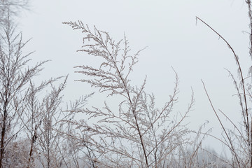 dry snow-covered branches on a uniform tone