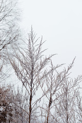 Fototapeta na wymiar dry snow-covered branches on a uniform tone