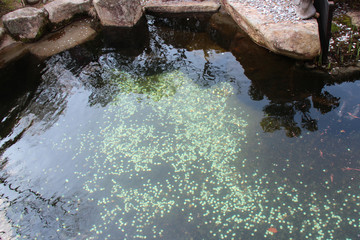 buddhist temple (Daisho-in) in miyajima in japan