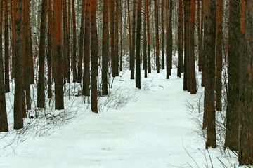 forest in winter