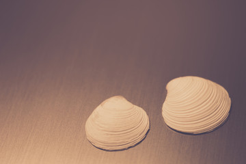 Two sea shells lie on a gray metal surface.