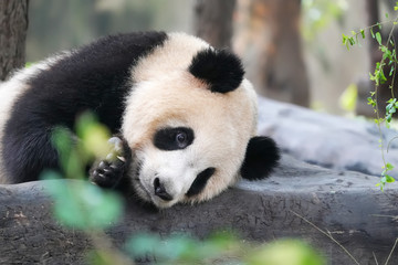 Obraz na płótnie Canvas Giant panda eating bamboo,Wild Animals.