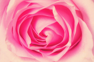 Pink rose flower, closeup texture. Scarlet rose petals background.