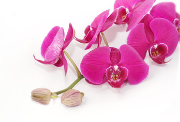 orchid isolated on white background