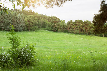 Outdoor natural landscape scene with green grassy meadow and trees, summer or spring season